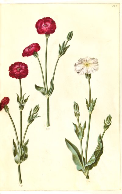 Silène couronnée (krone-limurt) - Hans Simon Holtzbecker