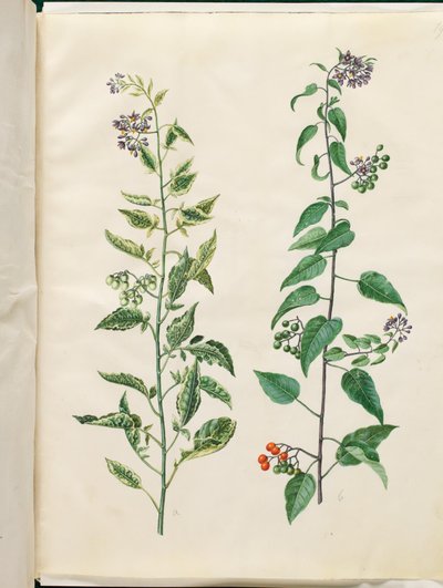 Solanum dulcamara (morelle douce-amère) - Hans Simon Holtzbecker