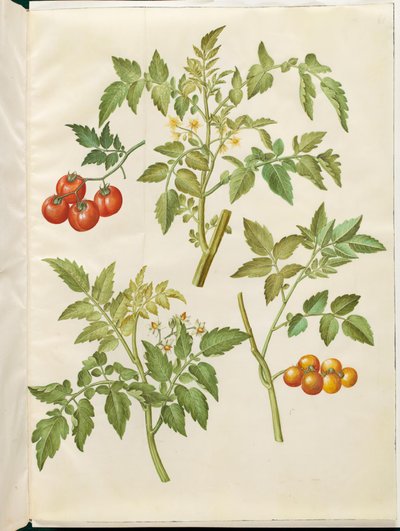 Solanum lycopersicum (tomate commune) - Hans Simon Holtzbecker