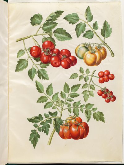 Solanum lycopersicum L. (tomate commune) - Hans Simon Holtzbecker
