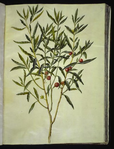 Solanum pseudocapsicum (corail de Jérusalem) - Hans Simon Holtzbecker
