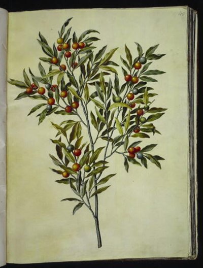 Solanum pseudocapsicum (corail de Jérusalem) - Hans Simon Holtzbecker