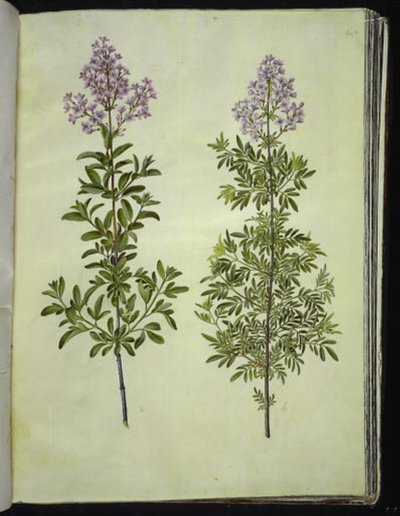 Syringa ×laciniata (syringa laciniata) - Hans Simon Holtzbecker