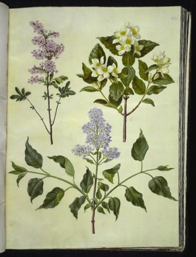 Syringa ×persica; Philadelphus coronarius; Syringa vulgaris - Hans Simon Holtzbecker