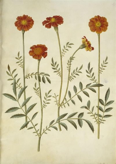 Tagetes patula (œillet d