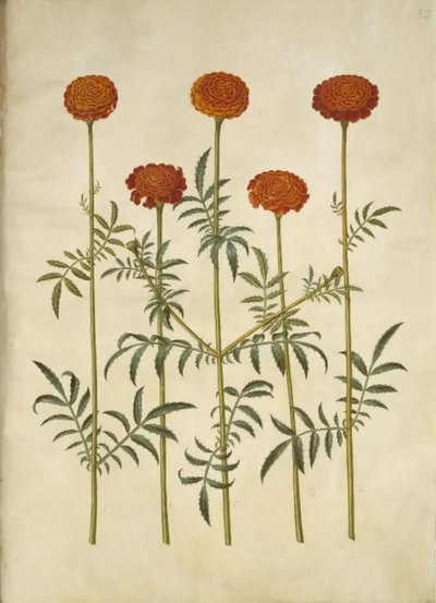 Tagetes patula (œillet d