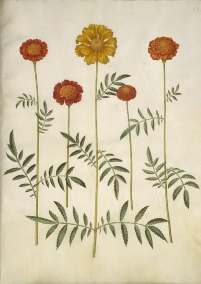 Tagetes patula (œillet d