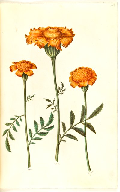 Tagetes patula (œillet d