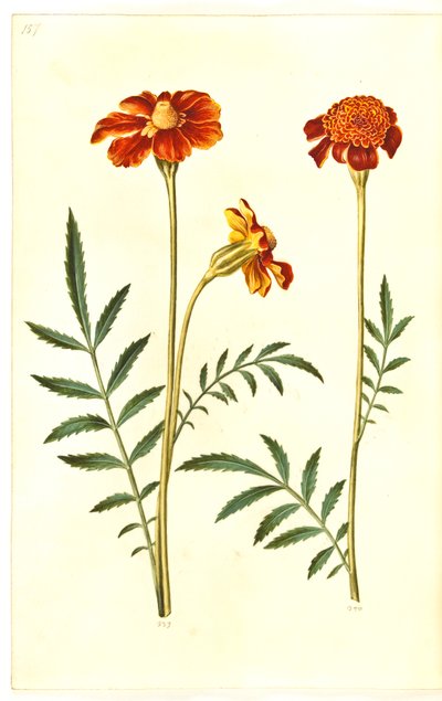 Tagetes patula - Hans Simon Holtzbecker