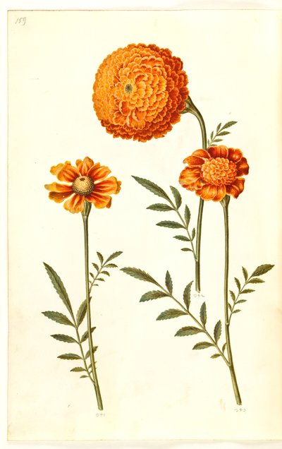 Tagetes patula (œillet d
