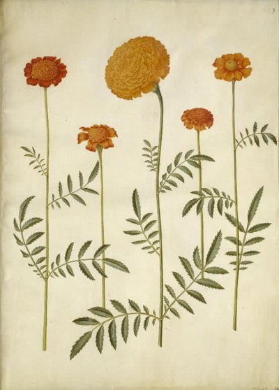Tagetes patula; Tagetes erecta - Hans Simon Holtzbecker