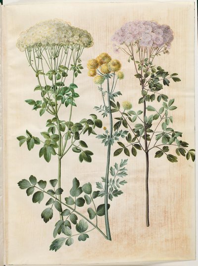 Thalictrum aquilegiifolium (pigamon à feuilles d