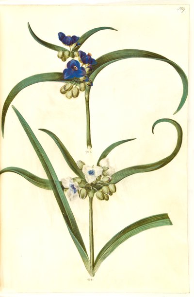 Tradescantia virginiana ou Tradescantia ohiensis (?) (blomsterjøde) - Hans Simon Holtzbecker