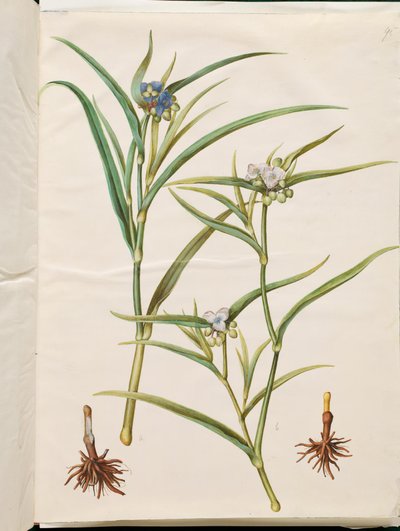 Tradescantia virginiana ou Tradescantia ohiensis (fleur juive ou fleur juive de l
