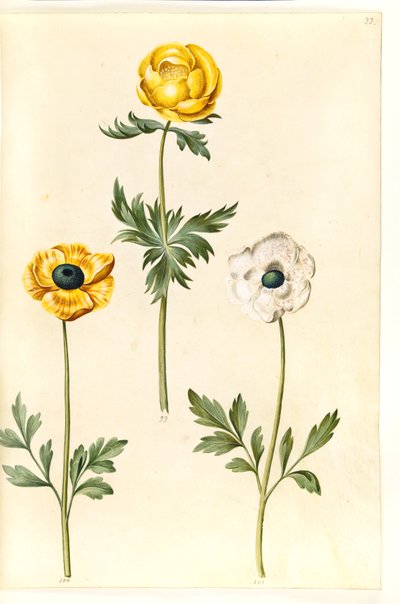 Trollius europaeus (renoncule des montagnes); Ranunculus asiaticus (renoncule des jardins) - Hans Simon Holtzbecker