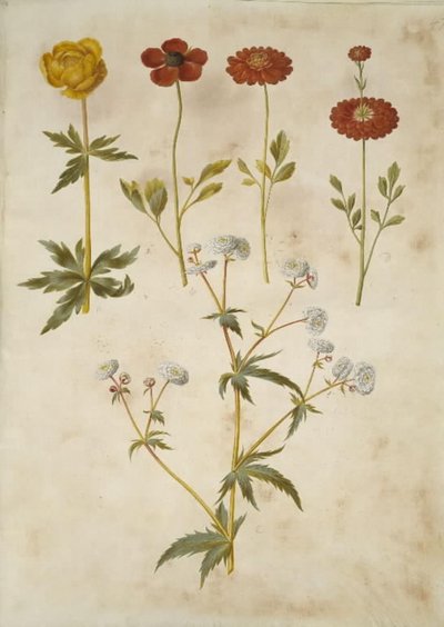 Trollius europaeus (bouton d