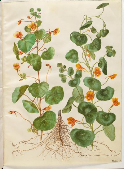 Tropaeolum minus (petite capucine) - Hans Simon Holtzbecker