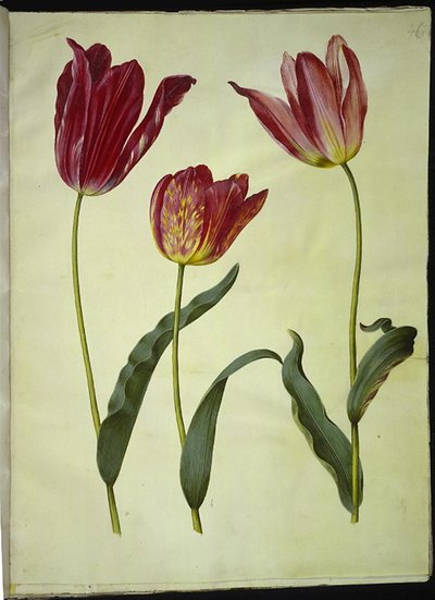 Tulipa gesneriana (tulipe de jardin) - Hans Simon Holtzbecker