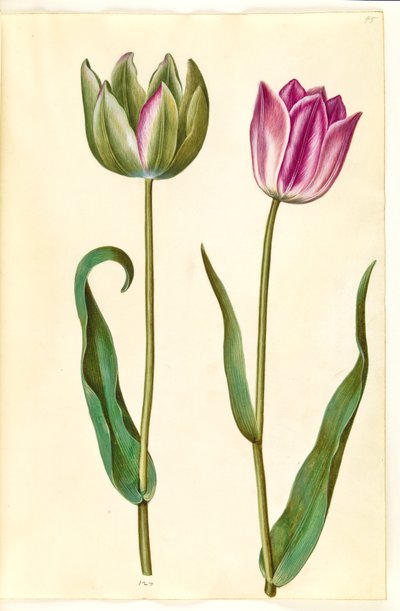Tulipa gesneriana (tulipe de jardin) - Hans Simon Holtzbecker