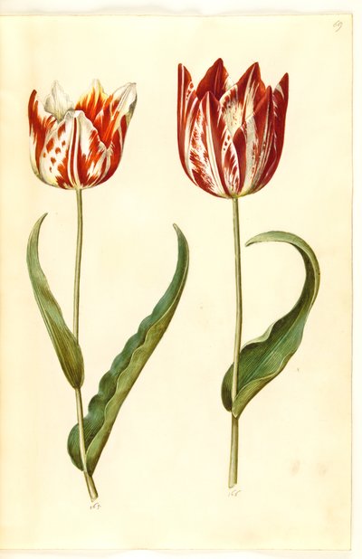 Tulipa gesneriana (tulipe de jardin) - Hans Simon Holtzbecker