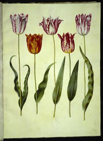 Tulipa gesneriana (tulipe de jardin) - Hans Simon Holtzbecker