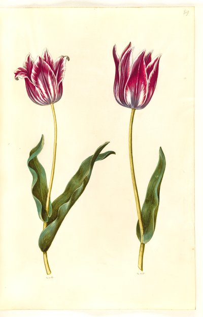 Tulipa gesneriana (tulipe de jardin) - Hans Simon Holtzbecker