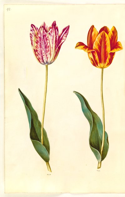 Tulipa gesneriana (tulipe de jardin) - Hans Simon Holtzbecker