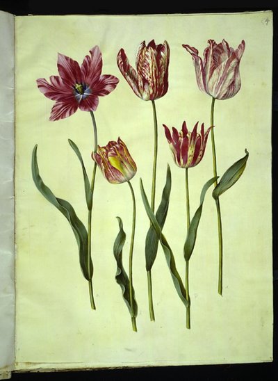 Tulipa gesneriana (tulipe de jardin) - Hans Simon Holtzbecker