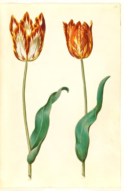 Tulipa gesneriana (tulipe de jardin) - Hans Simon Holtzbecker