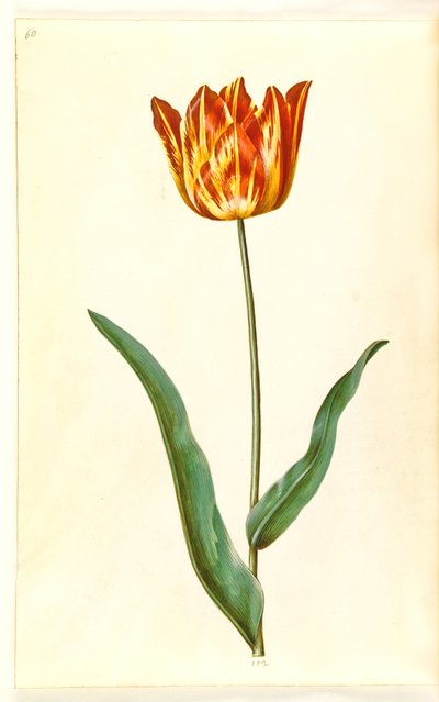 Tulipa gesneriana (tulipe de jardin) - Hans Simon Holtzbecker