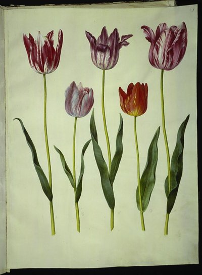 Tulipa gesneriana (tulipe de jardin) - Hans Simon Holtzbecker