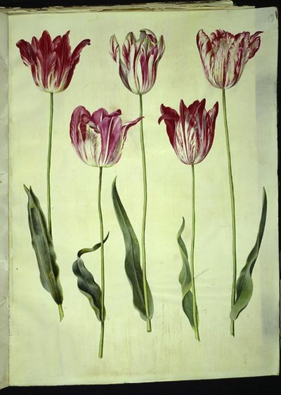 Tulipa gesneriana (tulipe de jardin) - Hans Simon Holtzbecker