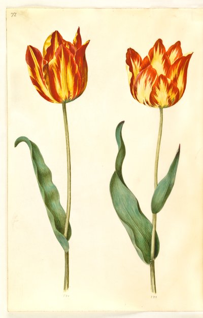 Tulipa gesneriana (tulipe de jardin) - Hans Simon Holtzbecker