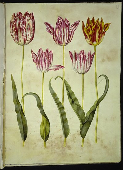 Tulipa gesneriana (tulipe de jardin) - Hans Simon Holtzbecker
