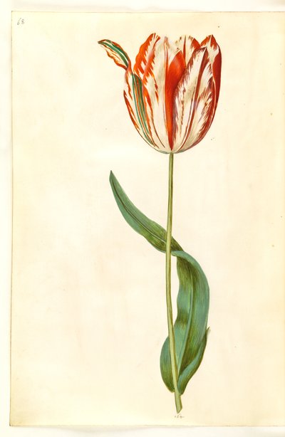 Tulipa gesneriana (tulipe de jardin) - Hans Simon Holtzbecker