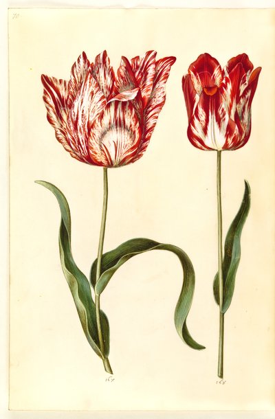 Tulipa gesneriana (tulipe de jardin) - Hans Simon Holtzbecker