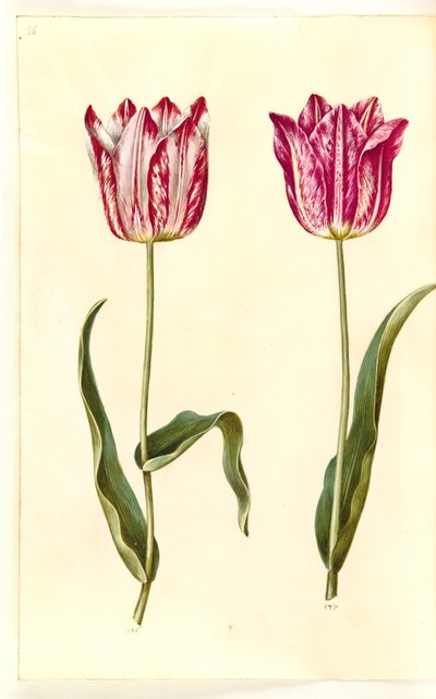 Tulipa gesneriana (tulipe de jardin) - Hans Simon Holtzbecker