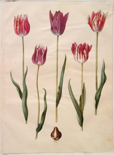 Tulipa gesneriana (tulipe de jardin) - Hans Simon Holtzbecker