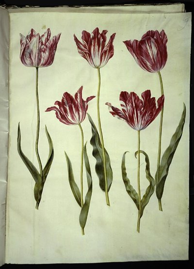 Tulipa gesneriana (tulipe de jardin) - Hans Simon Holtzbecker