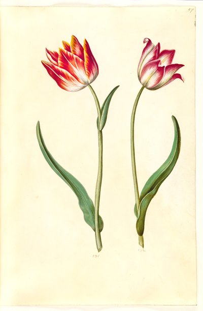 Tulipa gesneriana (tulipe de jardin) - Hans Simon Holtzbecker
