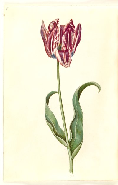 Tulipa gesneriana (tulipe de jardin) - Hans Simon Holtzbecker