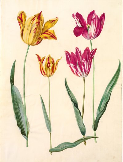 Tulipa gesneriana (tulipe de jardin) - Hans Simon Holtzbecker