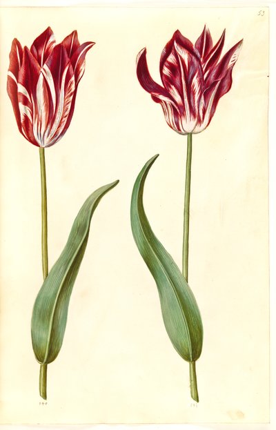 Tulipa gesneriana (tulipe de jardin) - Hans Simon Holtzbecker
