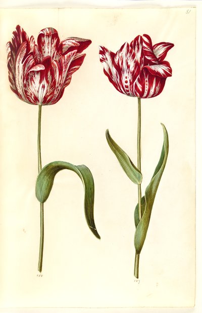Tulipa gesneriana (tulipe de jardin) - Hans Simon Holtzbecker