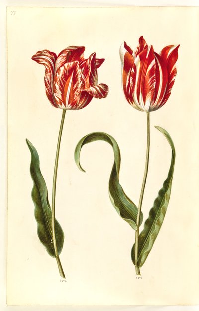 Tulipa gesneriana (tulipe de jardin) - Hans Simon Holtzbecker
