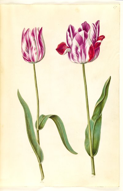 Tulipa gesneriana (tulipe de jardin) - Hans Simon Holtzbecker
