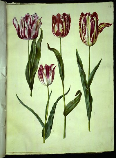 Tulipa gesneriana (tulipe de jardin) - Hans Simon Holtzbecker