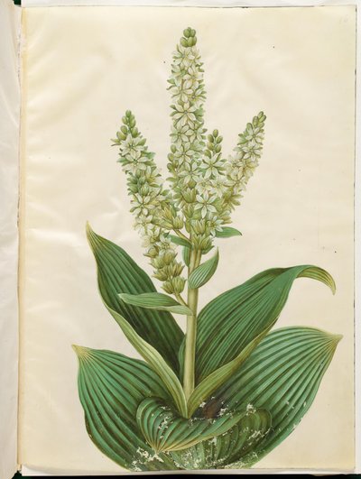 Veratrum album (hellébore blanc) - Hans Simon Holtzbecker