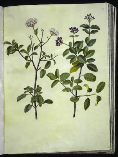 Viburnum tinus (vinter-snebolle) - Hans Simon Holtzbecker