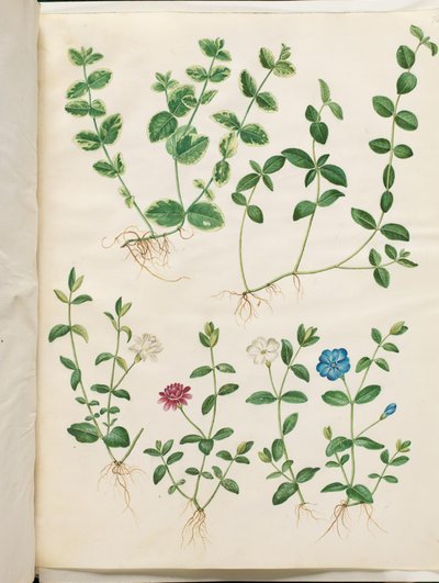 Vinca minor (petite pervenche) - Hans Simon Holtzbecker